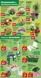 Thomas Philipps Prospekt woche 39 Seite 2: Tulpen, Narzissen, Krokusse oder Hyazinthen €1,99, Allium Gladiator €4,44