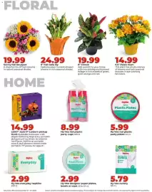 Hy-Vee weekly ad week 39 Page 35: 6" Fall calla lily €24,99, Sunny Fall bouquet €19,99