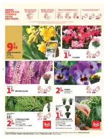 Catalogue Auchan | Jardinage automne page 2: PENSÉES €2,99, CYPRES DE LEYLAND €2,99