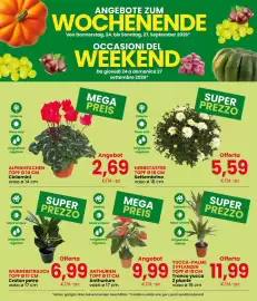 Volantino Despar Pagina 3: Herbstaster Settembrino €5,59, Yucca-palme €11,99