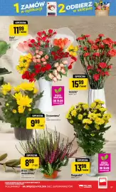 Polomarket gazetka tydzień 39 Strona 27: Róże €11,99, Chryzantema €9,99