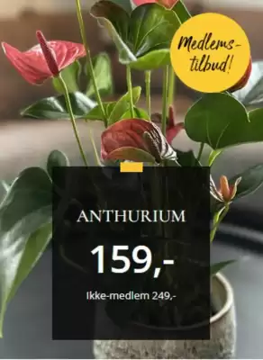 Floriss (gyldig til 5-10)