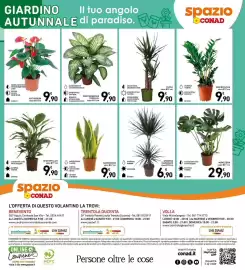 Volantino Spazio Conad Pagina 27: Dieffembachia Tropical €9,90, Yucca €9,90