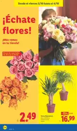 Catálogo Lidl semana 40 Página 48: Yuca y Beaucarnea €16,99, Ramos de rosas €2,49