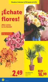 Catálogo Lidl semana 40 Página 48: Yuca y Beaucarnea €16,99, Ramos de rosas €2,49