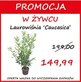 Szarotka gazetka Strona 8