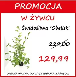 Szarotka gazetka Strona 9