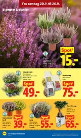 Lidl tilbudsavis Side 11: Udendørs mix €49,00, Krysantemumbusk €39,00