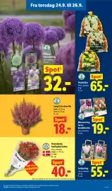 Lidl tilbudsavis Side 12: Tulipanløg €55,00, Blomsterløg farve-kombination €19,00