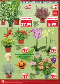 Kaufland gazetka tydzień 39 Strona 7: Róża €9,99, Storczyk €39,99