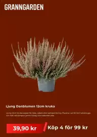 Granngården kampanjblad Sida 2: Granngården Ljung Danblumen 12cm kruka €39,90