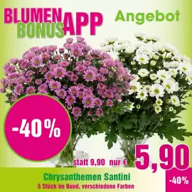 Blumen B&B Flugblatt woche 39 Seite 1