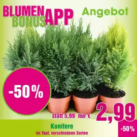 Blumen B&B Flugblatt woche 39 Seite 2