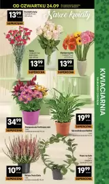 Delikatesy Centrum gazetka tydzień 39 Strona 11: Kompozycja kwitnący mix €34,99, Wrzos Twin Girls €10,99