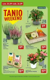 ALDI gazetka Strona 6: Cebulki narcyz żółty Gardenline €18,99, Wrzos zwyczajny Gardenline €9,99