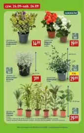ALDI gazetka Strona 7: Roślina zielona Dracena obrzeżona Gardenline €29,99, Eukaliptus Gardenline €29,99