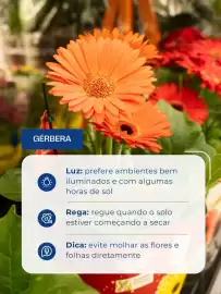 Folheto Shibata Supermercados Página 2