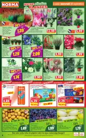 Catalogue Norma semaine 40 page 4: Delicia Gaufrettes au chocolat €2,29, Véritable eucalyptus "Gunnii" €2,99