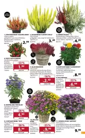 Dehner Prospekt woche 39 Seite 3