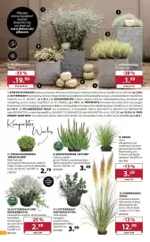Dehner Prospekt woche 39 Seite 4