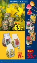 Lidl tilbudsavis uge 40 Side 35: Blomsterløg i net €75,00, Tulipanleg €55,00