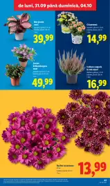 Catalog Lidl săptămâna 40 Pagină 43: Crizantemă €14,99, Calluna vulgaris €16,99