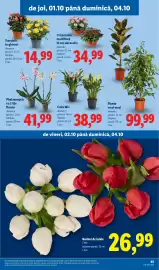 Catalog Lidl săptămâna 40 Pagină 45: Calla Mix €38,99, Crizantemă multifloră în coș decorativ €34,99