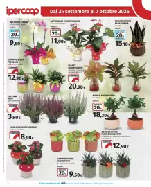 Volantino Ipercoop Pagina 26: Orchidea 1 ramo €9,50, Composizione Sansevieria €15,10