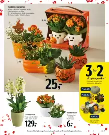Føtex tilbudsavis uge 39 Side 60: 3 for 2 på pyntegræskar, Planter i skjuler €99,00