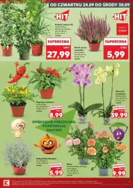Kaufland gazetka tydzień 39 Strona 7: OD CZWARTKU 24.09 DO ŚRODY 30.09 HIT Roślina zielona XL dracena, fikus, kalatea lub