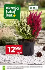 Stokrotka Market gazetka tydzień 39 Strona 29: Wrzosiec Twin €12,99