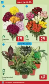 ALDI folder week 40 Pagina 36: Groene kamerplant €4,49, Rozen €2,99