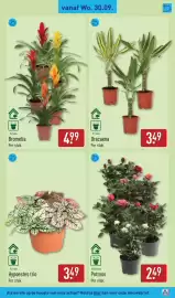 ALDI folder week 40 Pagina 37: Hypoestes trio €3,49, Bromelia €4,99