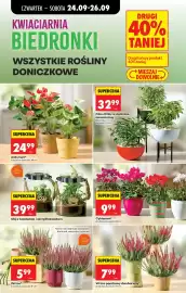 Biedronka gazetka tydzień 39 Strona 89: Wszystkie rośliny doniczkowe, Wrzos pączkowy dwubarwny €7,99