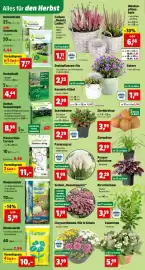 Thomas Philipps Prospekt woche 40 Seite 2: Sedum „Rosenteppich“ €1,99, Chrysanthemen-Mix in Schale €3,99