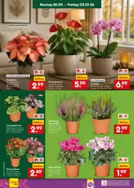 Netto Marken-Discount Prospekt Seite 6