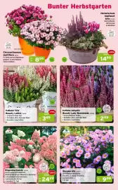 Salzburger Lagerhaus Flugblatt Seite 3: Calluna Trio Beauty Ladies €3,69, Calluna vulgaris Beauty Lady Besenheide €2,99