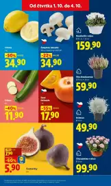 Lidl leták Strana 13: Citrony €34,90, CUKETA €11,90