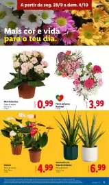 Folheto Lidl semana 40 Página 5: Antúrio €4,99, Mini Kalanchoe €0,99
