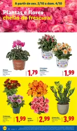 Folheto Lidl | Fim-de-Semana Página 4: Crisântemo €1,99, Molho de Rosas €2,99