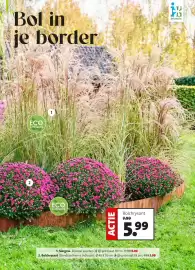 Intratuin folder Pagina 8: Bolchrysant €5,99, Siergas €8,99