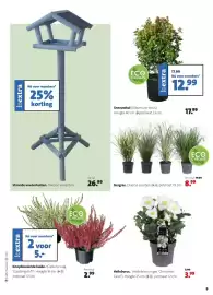 Intratuin folder Pagina 9: Sneeuwbal €12,99, Siergras €8,99