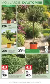Catalogue Carrefour | JARDIN ET BRICOLAGE page 4: VÉGÉTAUX Palmier €28,99, Bambou Fargesia "Rufa" €47,96