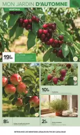 Catalogue Carrefour | JARDIN ET BRICOLAGE page 5: Framboisier €10,99, Plante aromatique €2,49