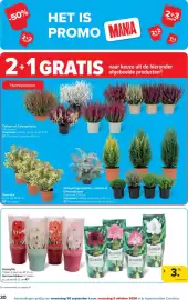 Carrefour folder Pagina 30: Amaryllis €3,79