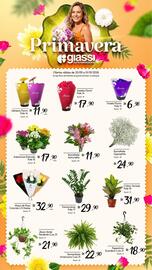 Encarte Giassi Supermercados semana 39 Página 2: Maço de Rosa Colorida c/5 Hastes €32,90, Zamioculcas pote 17 €29,90