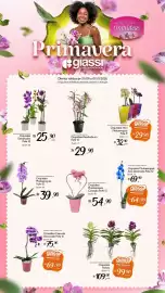 Encarte Giassi Supermercados semana 39 Página 1: Orquídea Phalaenopsis Coração Pote 12 €54,90, Orquídea Denphalen €25,90