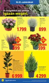 Lidl akciós újság hét 40 Oldal 26: Nagy zöldnövény mix €6.999,00, Cukorsüvegfenyő €4.299,00