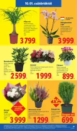 Lidl akciós újság hét 40 Oldal 27: Ciklámen €899,00, Pillangóorchidea 2 ágú €3.999,00