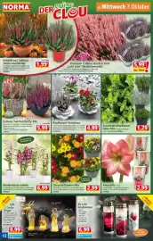 Norma Prospekt woche 41 Seite 12